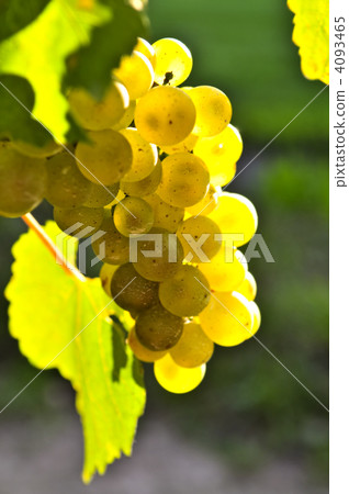 Yellow grapes Yellow grapes 4093465