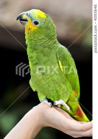 Yellow-shouldered Amazon parrot 4093646