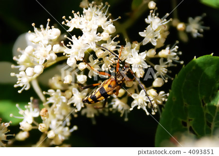 Yotsusujihana long beetles Yotsusujihana long beetles 4093851