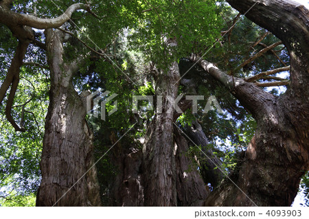 高知縣大Town鎮“Cedar Osugi” 4093903