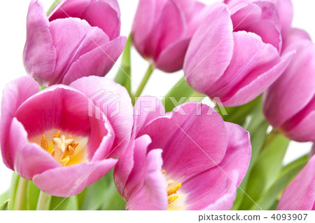 Pink tulips 4093907