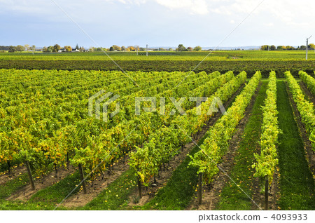 grape, vine, grow 4093933