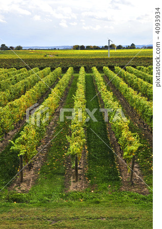 Vineyard 4093934