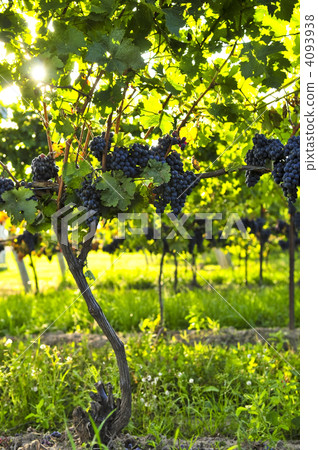 bunch, bundle, brunch 4093938