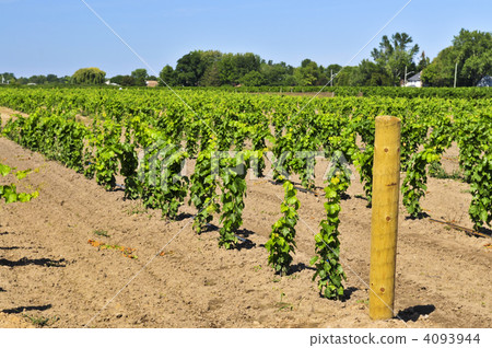 cultivation, grape, vine 4093944