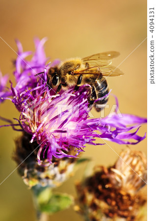 Honey bee on Knapweed 4094131