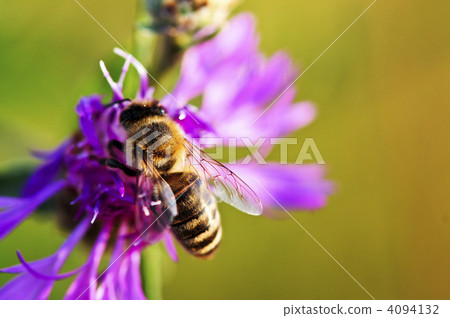 Honey bee on Knapweed Honey bee on Knapweed 4094132