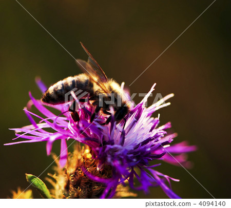 Honey bee on Knapweed 4094140