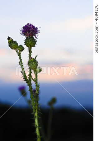 Sunset with thistle flower 4094176