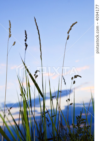 Grass at sunset 4094177