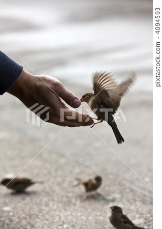 bird feeding hand with wonderful available light 4094593