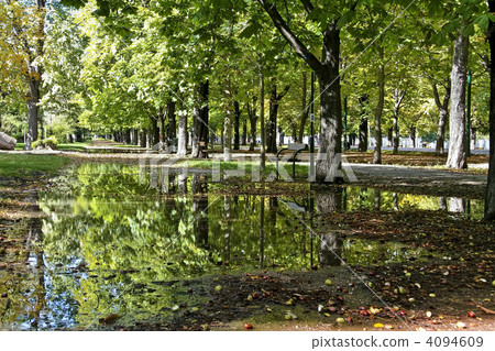 sunlit and vibrant alley of trees sunlit and vibrant alley of trees 4094609