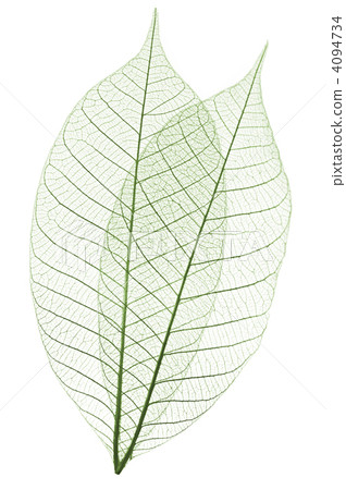 Skeleton leaves Skeleton leaves 4094734