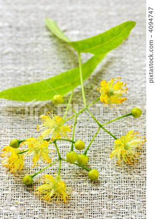 Linden flower 4094747