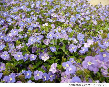 維羅尼卡·牛津 4095120