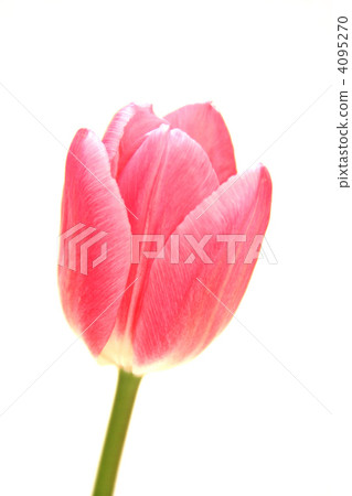 Tulip Tulip 4095270