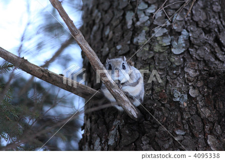 Pine tree and Ezomon mocha 4095338