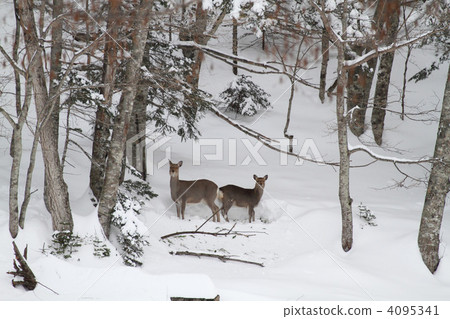 冬天的父母和鹿 4095341