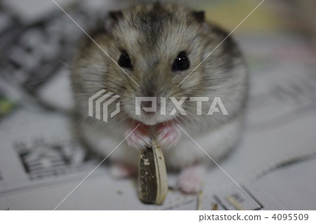 hamster, djungarian hamster, chow 4095509