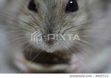 報紙 倉鼠 短尾侏儒倉鼠 4095513