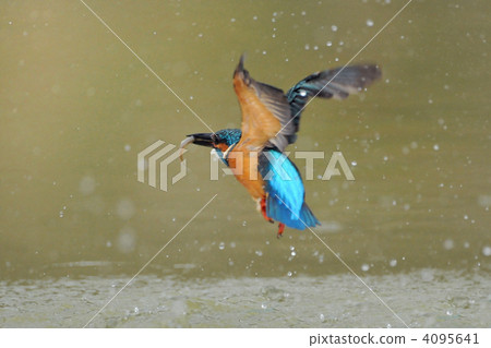 A kingfisher who jumps over a small fish 4095641