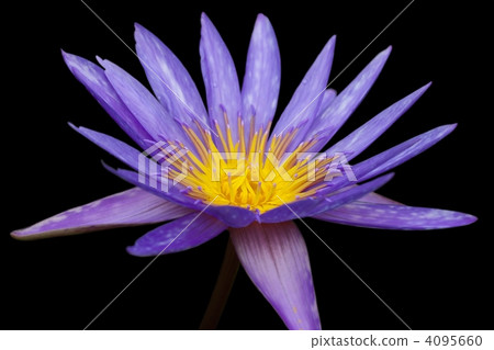 Tropical water lily Tropical water lily 4095660