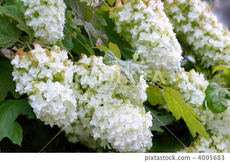 Kashiwaba繡球花（Yae）：雪花 4095683