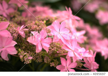 Hakuji繡球花(舞會) Hakuji繡球花(舞會) 4095697