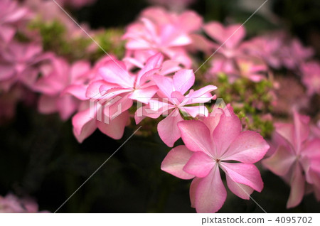 Hakuji Hydrangea (Dance Party) 4095702