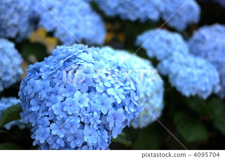 繡球花（Tamari Tomari）新品種 4095704