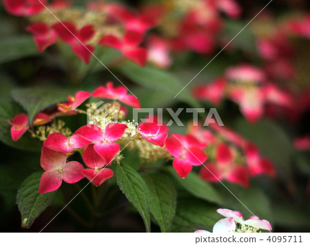 Yamah繡球花（Krenai） 4095711