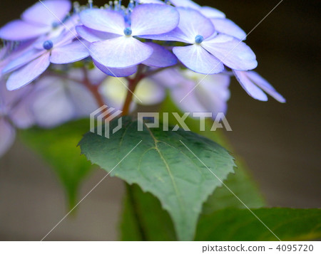 Ezo hydrangeas (Sasahaso: Sakashinosho) 4095720