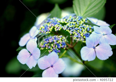 Ezo hydrangeas (Sasahaso: Sakashinosho) 4095722