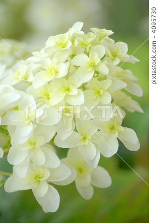 Kashiwaba繡球花（Yae）：雪花 4095730