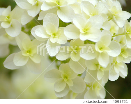 Kashiwaba Hydrangea (Yae): Snowflake 4095731