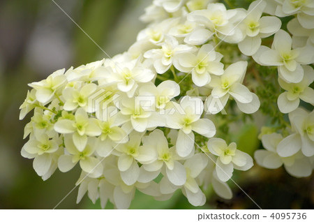 Kashiwaba繡球花（Yae）：雪花 4095736