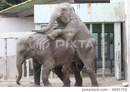 Mating Of Elephants Stock Photo