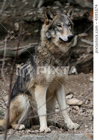 Wolf  4095874