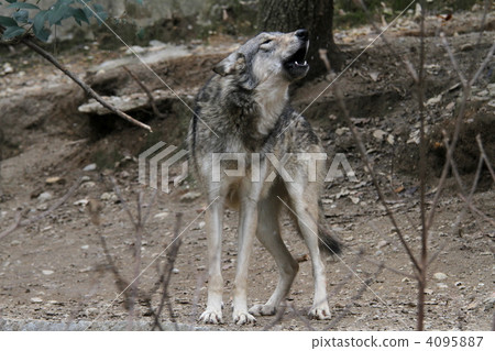 Howling of wolves 4095887