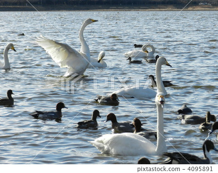天鵝 鳥兒 鳥 4095891