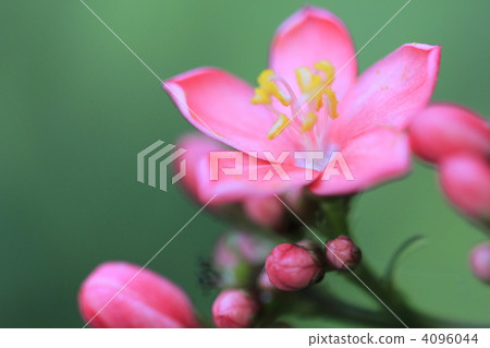 Nanoyo Zakura 4096044