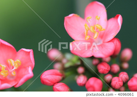 Nanoyo Zakura Nanoyo Zakura 4096061