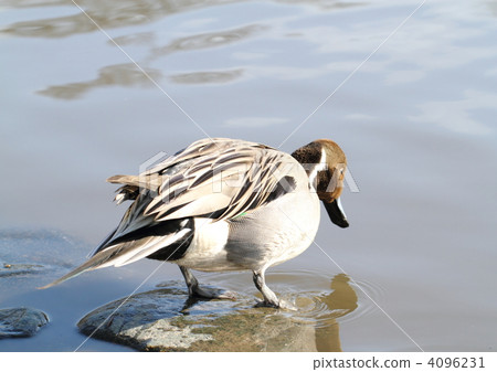 Tailed duck's ♂ 4096231
