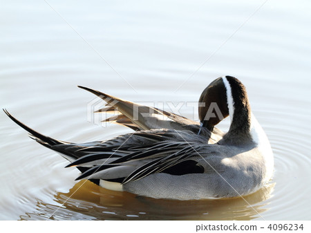 Tailed duck's ♂ Tailed duck's ♂ 4096234