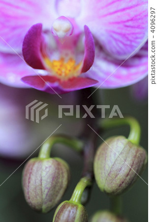 Phalaenopsis orchid  4096297