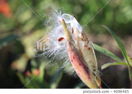 Fluff of sweetpotato 4096485