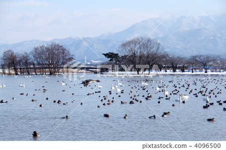 飛行在湖的鴨子 4096500