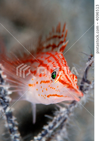 longnose hawkfish, puckered lips, grid pattern 4096513