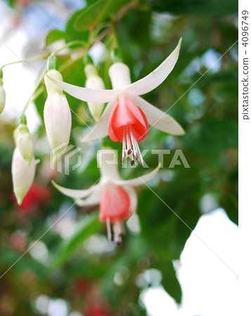 Fuchsia Hidcoat Beauty 1 Fuchsia Hidcoat Beauty 1 4096749