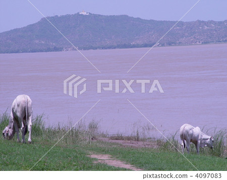 White cows eating grass (Ayeyarwady River (former Irrawaddy Riverside / Bagan / Myanmar)) White cows eating grass (Ayeyarwady River (former Irrawaddy Riverside / Bagan / Myanmar)) 4097083